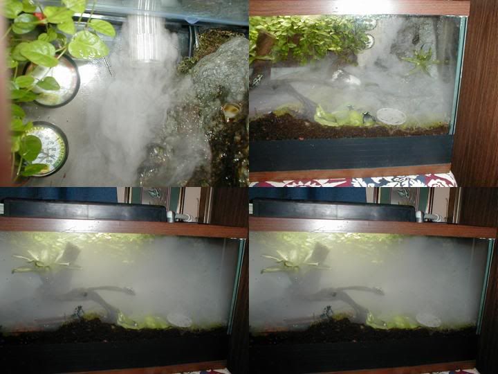 Fogging System Dendroboard